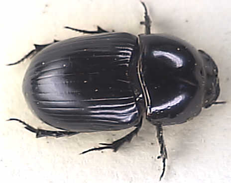 Aphodius fossor